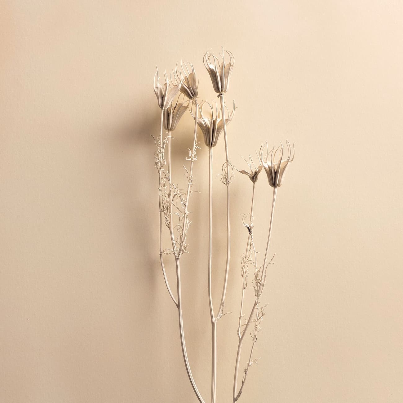 Dried grass stems against a plain warm wall
