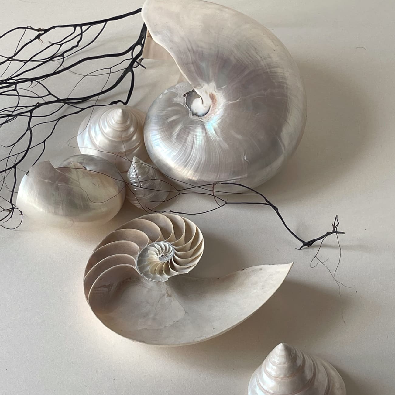 Sectioned nautilus shells on a pale surface